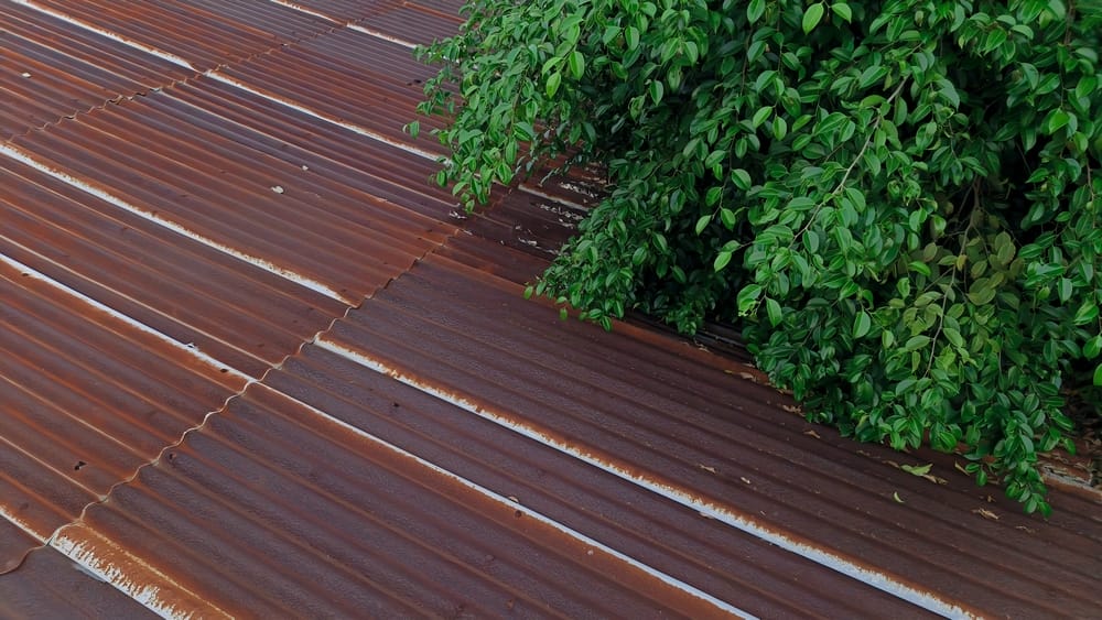 Close up of rusty corrugated metal roof with green leafy branches overhanging, showing contrast between nature and aged roof texture in rural setting.